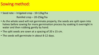 Sowing method:
• Seed rate – Irrigated crop - 10-12kg/ha
Rainfed crop – 20-25kg/ha
• As the whole seed will not germinate properly, the seeds are split open into
halves before sowing for more germination process by soaking it overnight in
water and then rubbing gently by hand.
• The split seeds are sown at a spacing of 20 x 15 cm.
• The seeds will germinate in about 8-12 days.
 