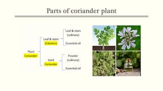 Spice as Medicine: Coriander & Cilantro, Coriandrum sativum | PPT