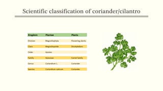 Spice as Medicine: Coriander & Cilantro, Coriandrum sativum | PDF