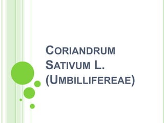 CORIANDRUM
SATIVUM L.
(UMBILLIFEREAE)
 