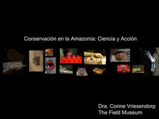 Dra. Corine Vriesendorp The Field Museum Conservaci ó n en la Amaz o n í a: Ciencia y Acci ó n 