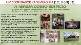 UM COOPERADOR NA SEMEADURA (1Co 3:6-9) p21
 