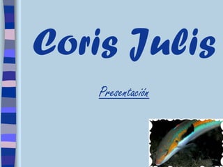 Coris Julis
   Presentación