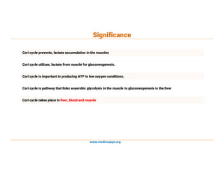 www.medicoapps.org
Significance
Cori cycle prevents, lactate accumulation in the muscles
Cori cycle is important in producing ATP in low oxygen conditions.
Cori cycle takes place in liver, blood and muscle
Cori cycle utilizes, lactate from muscle for gluconeogenesis.
Cori cycle is pathway that links anaerobic glycolysis in the muscle to gluconeogenesis in the liver
 