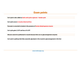 www.medicoapps.org
Exam points
Cori cycle is also called as lactic acid cycle or glucose – lactate cycle
Cori cycle occurs in muscle, blood and liver.
Pyruvate is converted to lactate in the presence of lactate dehydrogenase enzyme
Cori cycle gains 2 ATP and loss of 6 ATP
Glucose cannot be synthesized in muscle because there are no gluconeogenesis enzymes
Cori cycle is pathway that links anaerobic glycolysis in the muscle to gluconeogenesis in the liver
 