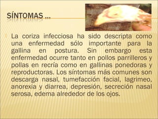    La coriza infecciosa ha sido descripta como
    una enfermedad sólo importante para la
    gallina en postura. Sin embargo esta
    enfermedad ocurre tanto en pollos parrilleros y
    pollas en recría como en gallinas ponedoras y
    reproductoras. Los síntomas más comunes son
    descarga nasal, tumefacción facial, lagrimeo,
    anorexia y diarrea, depresión, secreción nasal
    serosa, edema alrededor de los ojos.
 