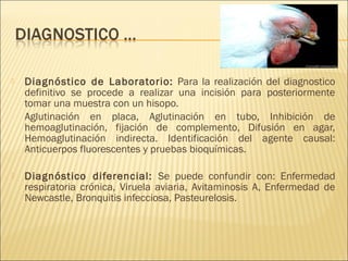    Diagnóstico de Laboratorio: Para la realización del diagnostico
    definitivo se procede a realizar una incisión para posteriormente
    tomar una muestra con un hisopo.
    Aglutinación en placa, Aglutinación en tubo, Inhibición de
    hemoaglutinación, fijación de complemento, Difusión en agar,
    Hemoaglutinación indirecta. Identificación del agente causal:
    Anticuerpos fluorescentes y pruebas bioquímicas.

   Diagnóstico diferencial: Se puede confundir con: Enfermedad
    respiratoria crónica, Viruela aviaria, Avitaminosis A, Enfermedad de
    Newcastle, Bronquitis infecciosa, Pasteurelosis.
 