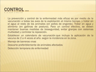    La prevención y control de la enfermedad más eficaz es por medio de la
    vacunación a todas las aves de la explotación al mismo tiempo, y tratar en
    el agua al resto de los animales (en pollos de engorde). Tratar en agua y
    alimento (en gallinas de postura). Para un control efectivo, se deben
    mantener buenas medidas de bioseguridad, evitar granjas con sistemas
    multiedad y controlar la reposición.
   Establecer un calendario de vacunación que incluya la aplicación de la
    vacuna de 2 a 4 veces al año. según la incidencia en la zona.
   Manejo de barreras vivas
   Descarte preferiblemente de animales afectados
   Detección temprana de enfermedad
 