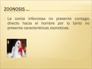    La coriza infecciosa no presenta contagio
    directo hacia el hombre por lo tanto no
    presenta características zoonoticas.
 