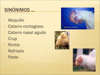    Moquillo
   Catarro contagioso
   Catarro nasal agudo
   Crup
   Rinitis
   Refriado
   Peste
 