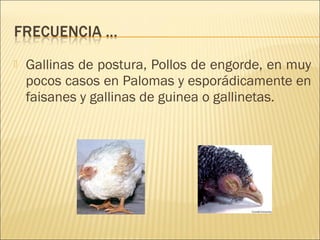    Gallinas de postura, Pollos de engorde, en muy
    pocos casos en Palomas y esporádicamente en
    faisanes y gallinas de guinea o gallinetas.
 