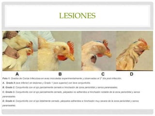 LESIONES
 