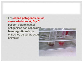 • Las cepas patógenas de las
serovariedades A, B y C
poseen determinantes
antigénicos con capacidad
hemoaglutinante de
eritrocitos de varias especies
animales
 