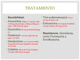 TRATAMIENTO
• Sensibilidad:
• Amoxicilina 500gr a 1 kg por cada
1.000 kg de alimento ó 250g a 500g por
cada 1.000 litros de agua.
• Doxiciclina 50 mg de doxiciclina/kg
p.v.
• Florfenicol 1 ml por cada litro de
agua, 3-4 días
• Gentamicina 3 a 5 mg de sulfato
de gentamicina por kilogramo de peso
vivo al día
• Colistina 500 g de Facyt Colistina
10 cada 1000 litros de agua
• Trim-sulfametoxazol 0.2 ml
por kg de peso vivo
• Eritromicina en el agua de bebida,
a razón 20mg a 40 mg por kilo
• Resistencia: Quinolonas,
como Flumequina y
Enrofloxacina.
 