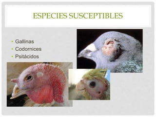 ESPECIES SUSCEPTIBLES
• Gallinas
• Codornices
• Psitácidos
 