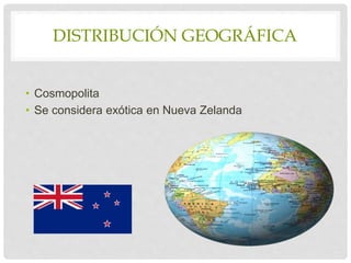 DISTRIBUCIÓN GEOGRÁFICA
• Cosmopolita
• Se considera exótica en Nueva Zelanda
 