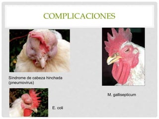 COMPLICACIONES
Síndrome de cabeza hinchada
(pneumovirus)
M. gallisepticum
E. coli
 