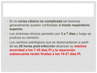 • En la coriza clásica no complicada las lesiones
generalmente quedan confinadas al tracto respiratorio
superior.
• Los síntomas clínicos persisten por 3 a 7 días y luego se
produce su remisión.
• Los cambios patológicos que se desencadenan a partir
de las 20 horas post-infección alcanzan su máxima
severidad a los 7-10 días PI y la reparación
subsecuente recién finaliza a los 14-21 días PI.
 