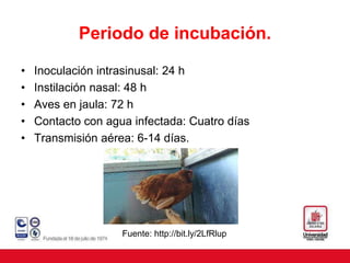 Periodo de incubación.
• Inoculación intrasinusal: 24 h
• Instilación nasal: 48 h
• Aves en jaula: 72 h
• Contacto con agua infectada: Cuatro días
• Transmisión aérea: 6-14 días.
Fuente: http://bit.ly/2LfRlup
 