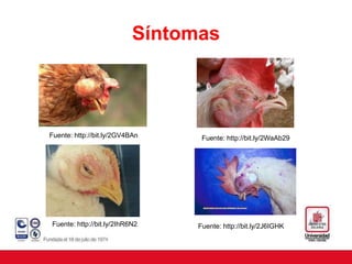 Síntomas
Fuente: http://bit.ly/2GV4BAn
Fuente: http://bit.ly/2IhR6N2 Fuente: http://bit.ly/2J6IGHK
Fuente: http://bit.ly/2WaAb29
 