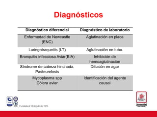 Diagnósticos
Diagnóstico diferencial Diagnóstico de laboratorio
Enfermedad de Newcastle
(ENC)
Aglutinación en placa
Laringotraqueitis (LT) Aglutinación en tubo.
Bronquitis infecciosa Aviar(BIA) Inhibición de
hemoaglutinación
Síndrome de cabeza hinchada.
Pasteurelosis
Difusión en agar
Mycoplasma spp
Cólera aviar
Identificación del agente
causal
 
