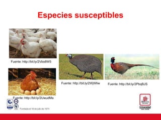 Especies susceptibles
Fuente: http://bit.ly/2UwudMa
Fuente: http://bit.ly/2PbqBJS
Fuente: http://bit.ly/2Vbo8W5
Fuente: http://bit.ly/2WjWliw
 