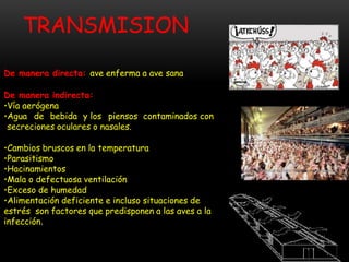 TRANSMISION
http://viaorganica.org/como-ayudan-nuestras-gallinas-la-
gente/
De manera directa: ave enferma a ave sana
De manera indirecta:
•Vía aerógena
•Agua de bebida y los piensos contaminados con
secreciones oculares o nasales.
•Cambios bruscos en la temperatura
•Parasitismo
•Hacinamientos
•Mala o defectuosa ventilación
•Exceso de humedad
•Alimentación deficiente e incluso situaciones de
estrés son factores que predisponen a las aves a la
infección.
 