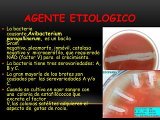 AGENTE ETIOLOGICO
 La bacteria
causante,Avibacterium
paragallinarum, es un bacilo
Gram
negativo, pleomorfo, inmóvil, catalasa
negativo y microaerófilo, que requierede
NAD (factor V) para el crecimiento.
 La bacteria tiene tres serovariedades: A,
B y C.
 La gran mayoría de los brotes son
causados por las serovariedades A y/o
C.
 Cuando se cultiva en agar sangre con
una colonia de estafilococos que
excreta el factor
V, las colonias satélites adquieren el
aspecto de gotas de rocio.
 