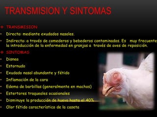 TRANSMISION Y SINTOMAS
 TRANSMISION
• Directa: mediante exudados nasales.
• Indirecta: a través de comederos y bebederos contaminados. Es muy frecuente
la introducción de la enfermedad en granjas a través de aves de reposición.
 SINTOMAS
• Disnea
• Estornudo
• Exudado nasal abundante y fétido
• Inflamación de la cara
• Edema de barbillas (generalmente en machos)
• Estertores traqueales ocasionales
• Disminuye la producción de huevo hasta el 40%
• Olor fétido característico de la caseta
 