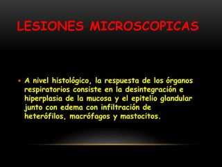 LESIONES MICROSCOPICAS
 A nivel histológico, la respuesta de los órganos
respiratorios consiste en la desintegración e
hiperplasia de la mucosa y el epitelio glandular
junto con edema con infiltración de
heterófilos, macrófagos y mastocitos.
 