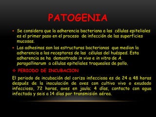 PATOGENIA
 Se considera que la adherencia bacteriana a las células epiteliales
es el primer paso en el proceso de infección de las superficies
mucosas.
 Las adhesinas son las estructuras bacterianas que median la
adherencia a los receptores de las células del huésped. Esta
adherencia se ha demostrado in vivo e in vitro de A.
paragallinarum a células epiteliales traqueales de pollo.
 PERIODO DE INCUBACION
El periodo de incubación del coriza infecciosa es de 24 a 48 horas
después de la inoculación de aves con cultivo vivo o exudado
infeccioso, 72 horas, aves en jaula; 4 días, contacto con agua
infectada y seis a 14 días por transmisión aérea.
 