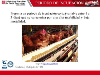 PERIODO DE INCUBACIÓN
Presenta un período de incubación corto (variable entre 1 a
3 días) que se caracteriza por una alta morbilidad y baja
mortalidad.
Imagen 7: https://bit.ly/3LKNnUt
 