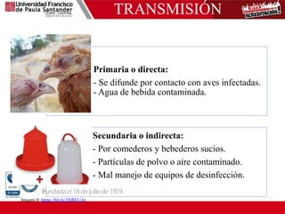TRANSMISIÓN
Primaria o directa:
- Se difunde por contacto con aves infectadas.
- Agua de bebida contaminada.
Secundaria o indirecta:
- Por comederos y bebederos sucios.
- Partículas de polvo o aire contaminado.
- Mal manejo de equipos de desinfección.
Imagen 8: https://bit.ly/3NREUAr
 