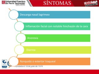 SÍNTOMAS
Descarga nasal lagrimeo
Inflamación facial con notable hinchazón de la cara
Anorexia
Diarrea
Ronquido o estertor traqueal
 