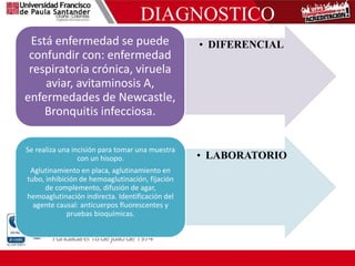 DIAGNOSTICO
• DIFERENCIAL
Está enfermedad se puede
confundir con: enfermedad
respiratoria crónica, viruela
aviar, avitaminosis A,
enfermedades de Newcastle,
Bronquitis infecciosa.
• LABORATORIO
Se realiza una incisión para tomar una muestra
con un hisopo.
Aglutinamiento en placa, aglutinamiento en
tubo, inhibición de hemoaglutinación, fijación
de complemento, difusión de agar,
hemoaglutinación indirecta. Identificación del
agente causal: anticuerpos fluorescentes y
pruebas bioquímicas.
 