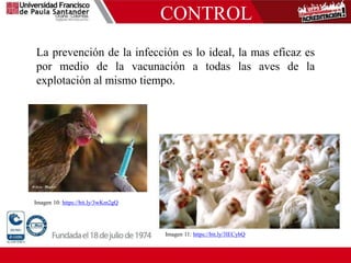 CONTROL
La prevención de la infección es lo ideal, la mas eficaz es
por medio de la vacunación a todas las aves de la
explotación al mismo tiempo.
.
Imagen 10: https://bit.ly/3wKm2gQ
Imagen 11: https://bit.ly/3lECybQ
 