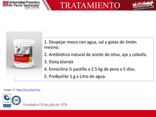 TRATAMIENTO
1. Despejar moco con agua, sal y gotas de limón
mesino.
2. Antibiótico natural de aceite de oliva, ajo y cebolla.
3. Dieta blanda
4. Enrocilina ½ pastilla x 2.5 kg de peso x 5 días.
5. ProByolite 1 g x Litro de agua.
Imagen 12: https://bit.ly/3GeYUdy
 