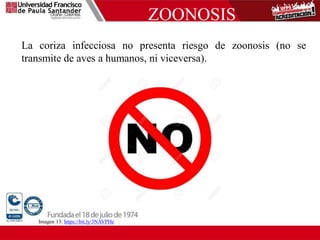 ZOONOSIS
La coriza infecciosa no presenta riesgo de zoonosis (no se
transmite de aves a humanos, ni viceversa).
Imagen 13: https://bit.ly/3NAVPHe
 