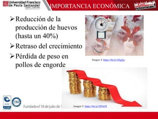 IMPORTANCIA ECONÓMICA
Reducción de la
producción de huevos
(hasta un 40%)
Retraso del crecimiento
Pérdida de peso en
pollos de engorde
Imagen 5: https://bit.ly/3lF9a58
Imagen 4: https://bit.ly/3lJqZjy
 