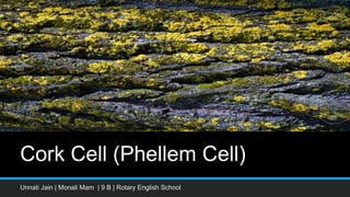 Cork Cell (Phellem Cell)
Unnati Jain | Monali Mam | 9 B | Rotary English School
 