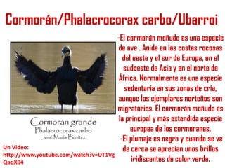 Cormorán/Phalacrocorax carbo/Ubarroi

Un Video:
http://www.youtube.com/watch?v=UT1Vg
QaqX84

-El cormorán moñudo es una especie
de ave . Anida en las costas rocosas
del oeste y el sur de Europa, en el
sudoeste de Asia y en el norte de
África. Normalmente es una especie
sedentaria en sus zonas de cría,
aunque los ejemplares norteños son
migratorios. El cormorán moñudo es
la principal y más extendida especie
europea de los cormoranes.
-El plumaje es negro y cuando se ve
de cerca se aprecian unos brillos
iridiscentes de color verde.

 
