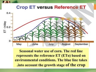 Seasonal water use of corn. The red line
represents the reference ET (ETo) based on
environmental conditions. The blue line takes
into account the growth stage of the crop.
 