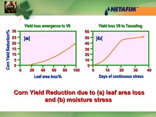 00 2020 4040 6060 8080 100100 00 1010 2020 3030 4040
2525
3030
2020
1515
1010
55
00 00
1010
2020
3030
4040
5050
6060
%%Leaf area lossLeaf area loss Days of continuous stressDays of continuous stress
%%CornYieldReductionCornYieldReduction
Yield loss emergence to V8Yield loss emergence to V8 Yield loss V8 to TasselingYield loss V8 to Tasseling
Corn Yield Reduction due to )a( leaf area lossCorn Yield Reduction due to )a( leaf area loss
and )b( moisture stressand )b( moisture stress
))aa(( ))bb((
 