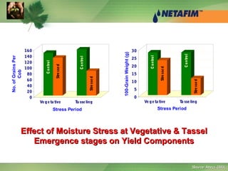 Control
Stressed
Control
Stressed
0
5
10
15
20
25
30
100-GrainWeight)g(
Ve geta tive Ta sse ling
Stress Period
Control
Stressed
Control
Stressed
0
20
40
60
80
100
120
140
160
No.ofGrainsPer
Cob
Ve ge ta tive Ta sse ling
Stress Period
Effect of Moisture Stress at Vegetative & TasselEffect of Moisture Stress at Vegetative & Tassel
Emergence stages on Yield ComponentsEmergence stages on Yield Components
))Source: Atteya, 2003Source: Atteya, 2003((
 