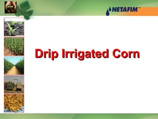 Drip Irrigated CornDrip Irrigated Corn
 