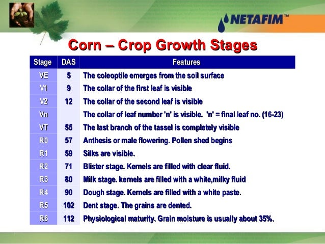 growth morphology of corn growth stages of corn
