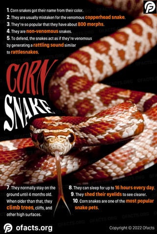 Corn snake facts