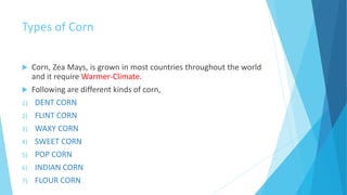 Types of Corn
 Corn, Zea Mays, is grown in most countries throughout the world
and it require Warmer-Climate.
 Following are different kinds of corn,
1) DENT CORN
2) FLINT CORN
3) WAXY CORN
4) SWEET CORN
5) POP CORN
6) INDIAN CORN
7) FLOUR CORN
 
