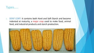 Types…..
1. DENT CORT: It contains both Hard and Soft Starch and become
indented at maturity, a major crop used to make food, animal
feed, and industrial products and starch production.
 