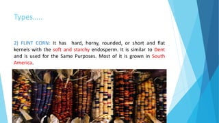 Types…..
2) FLINT CORN: It has hard, horny, rounded, or short and flat
kernels with the soft and starchy endosperm. It is similar to Dent
and is used for the Same Purposes. Most of it is grown in South
America.
 